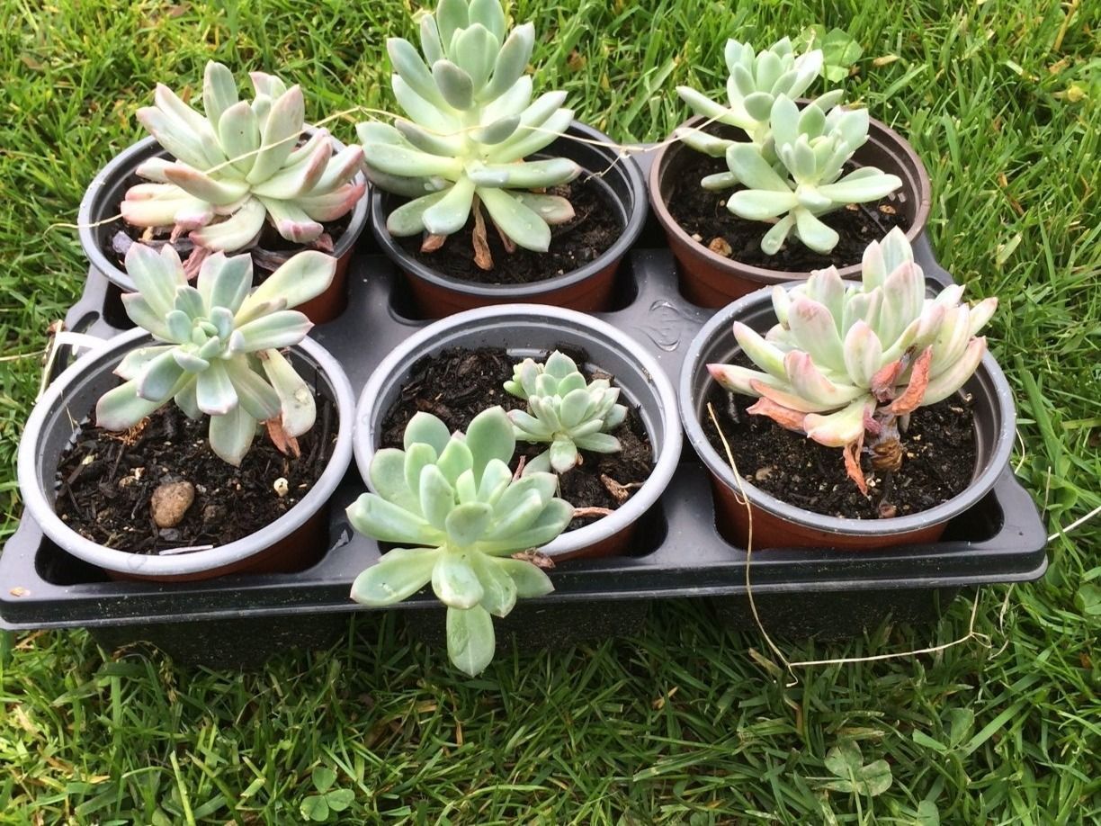 Piante & sementi: Echeveria runyonii – Nuovo (secondo la descrizione) da Vinelz venduto da Wellensittich55