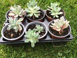 Echeveria runyonii