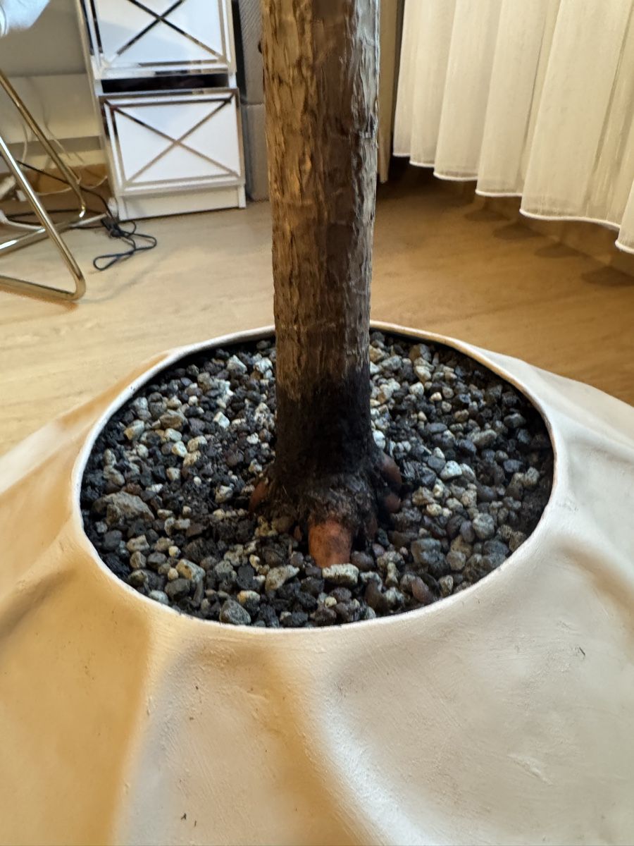 Piante & sementi: Einfache Palme/Drachenbaum 1,90m – Usato da Rümlang venduto da Gruseh.ch 5