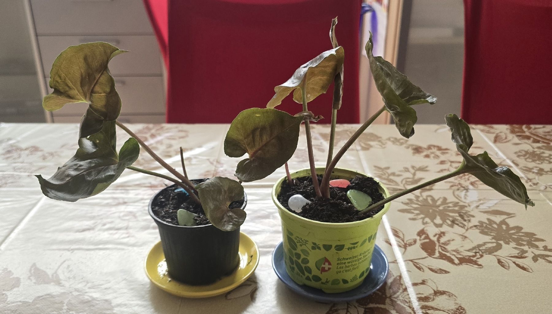 Piante & sementi: 2x Syngonium Stowberry ice – Usato da Biberist venduto da Giveme