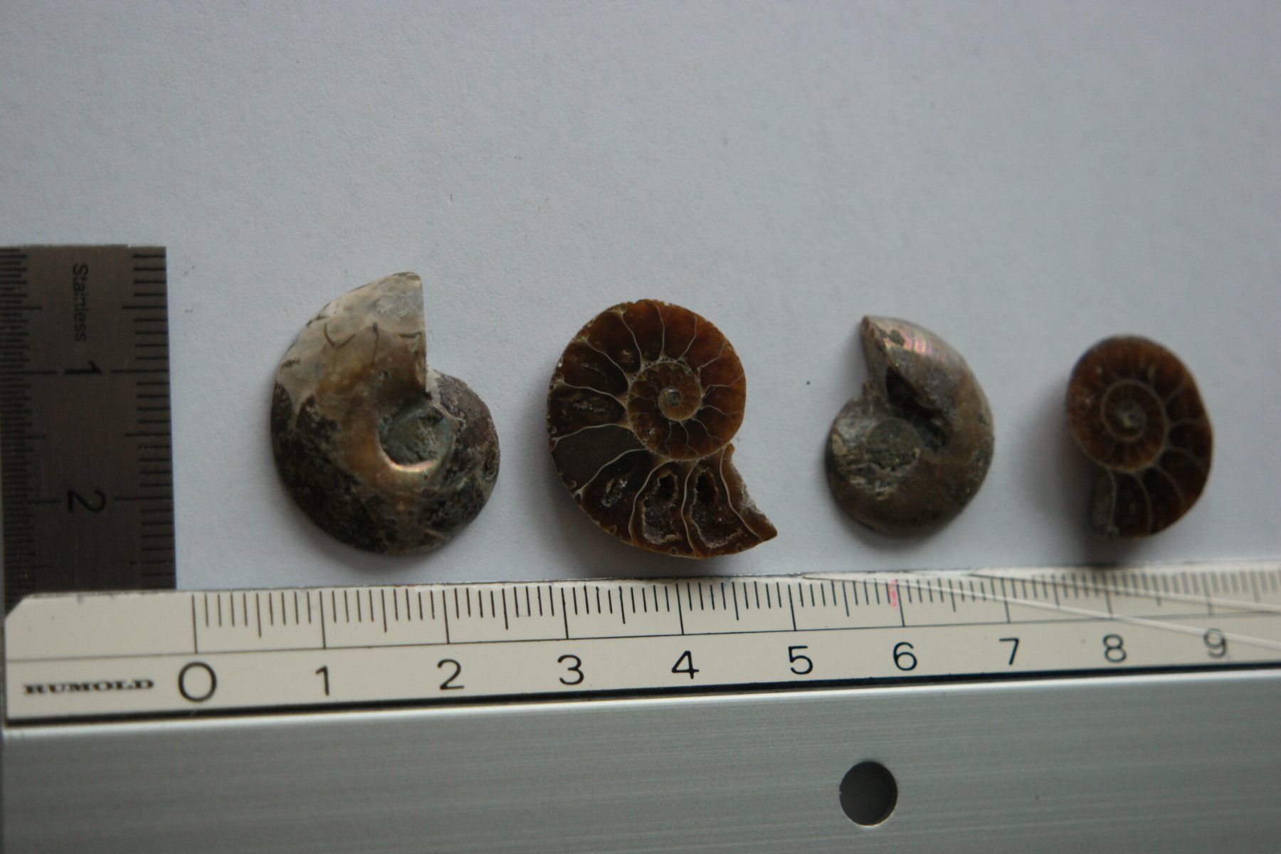 Fossili: 4 Fossile – Nuovo (secondo la descrizione) da Muttenz venduto da einfach-schoen