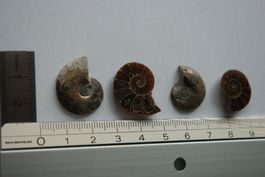 4 Fossile