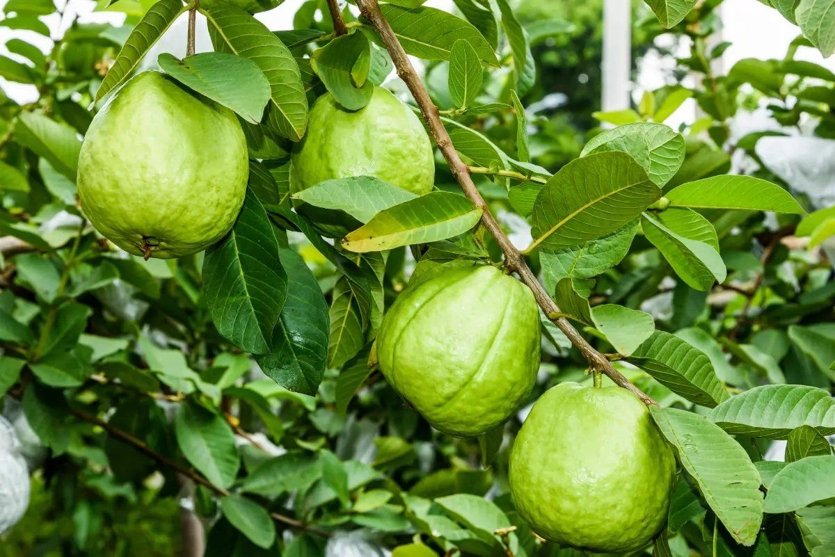 Piante & sementi: Echte Guave - Psidium guajava - 30 Samen – Nuovo e nell'imballaggio originale da Sumiswald venduto da Cham14558 2