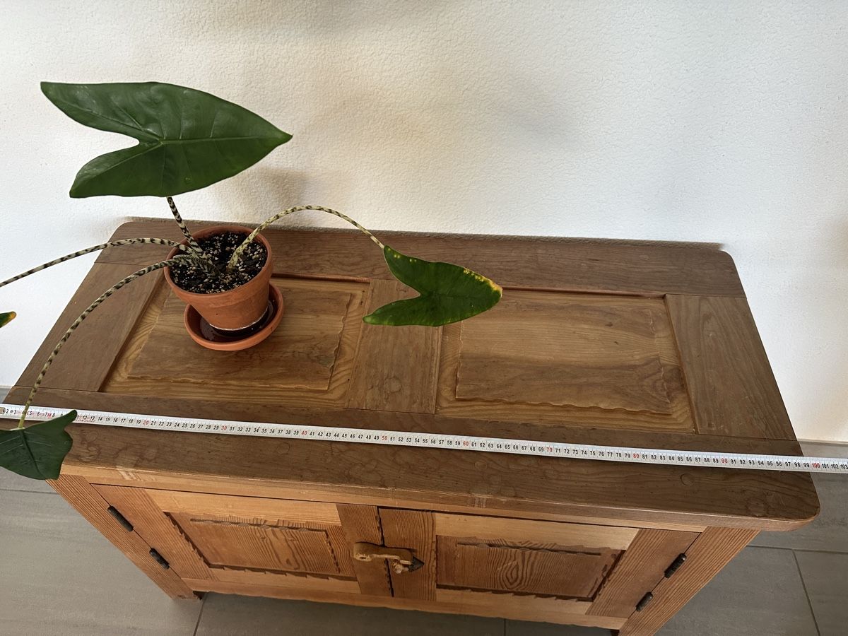 Cassettiere: Wooden Sideboard Cabinet 100cm – Usato da Volketswil venduto da edo_lb9x 2