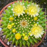 Mammillaria Marksiana - für Kaktus - Liebhaber