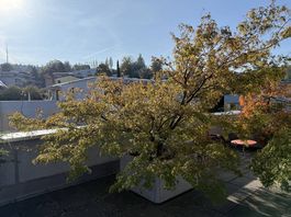 Japanischer Ahorn «Seiryu» (Acer palmatum)