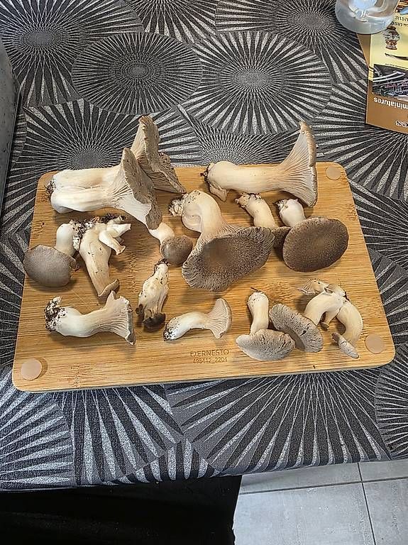 Altro: Kits de Culture de Champignons – Usato da Bavois venduto da red_r2tm 3
