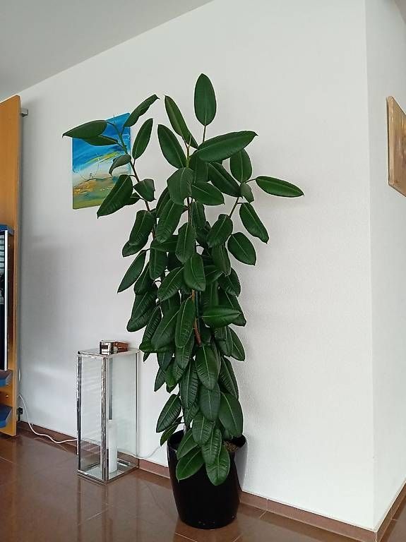 Ficus elastica (Gummibaum) ca.2m in Lechuza-Topf (Gebraucht) in Wil SG fr  CHF 180  nur Abholung auf Ricardo kaufen