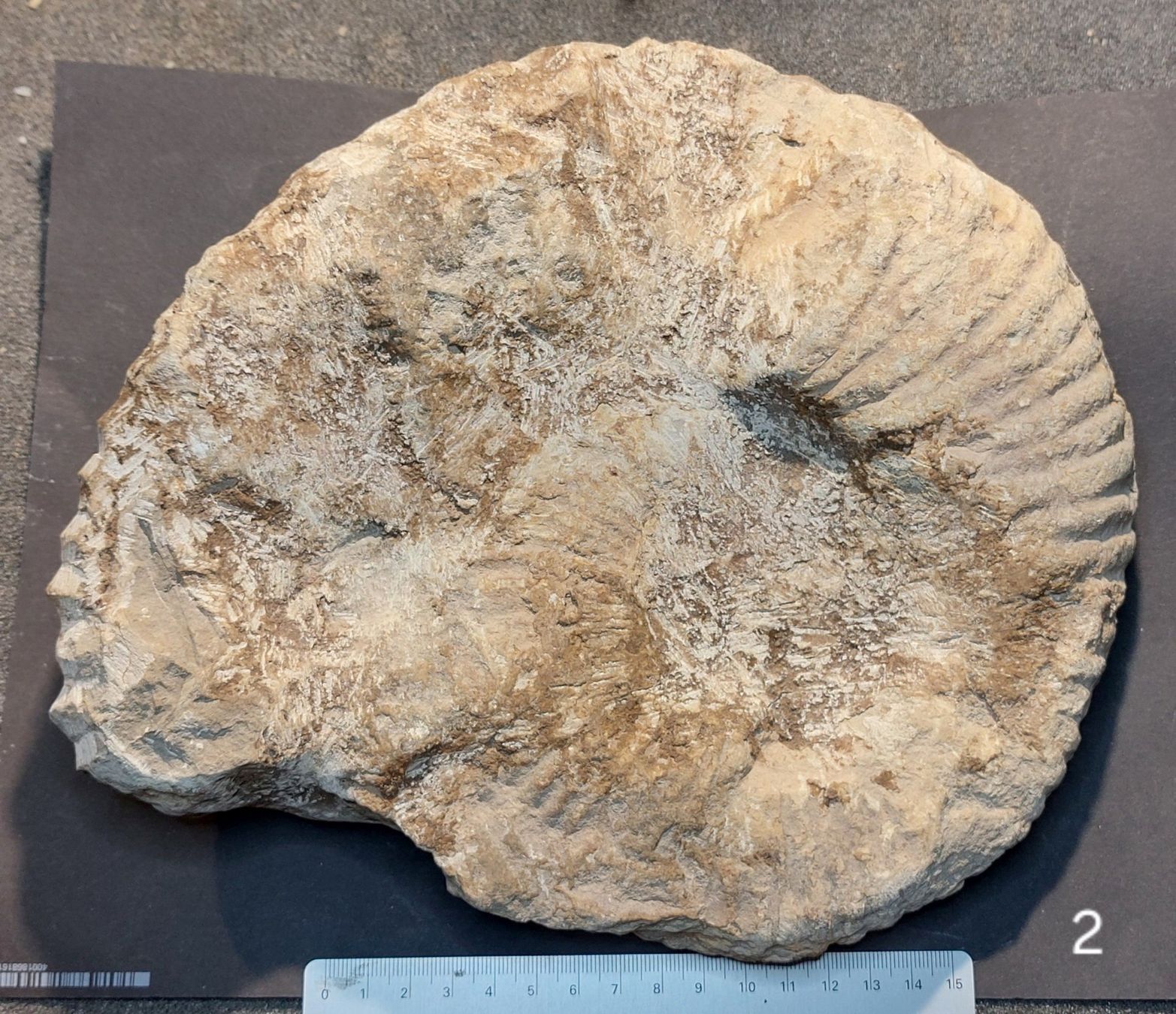 Fossili: Die Chance! Riesiger Ammonit aus Marokko – Usato da Thal venduto da wicko 2