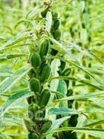 Ab 5.- fr 10 Sesamsamen 🌱 10 Sesame GRAINES