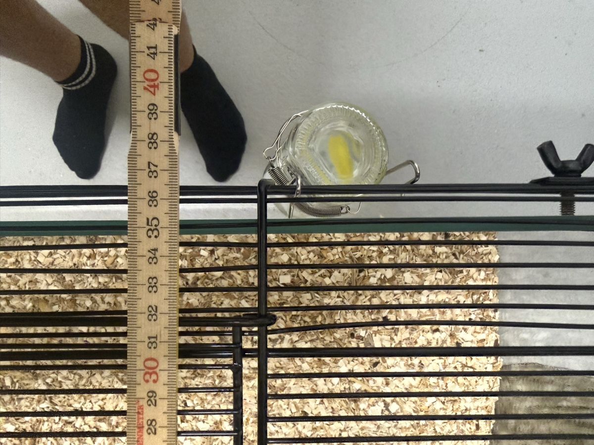 Käfige, Transport & Sicherheit: Hamsterkäfig mit diversen Zubehör – Neu (gemäss Beschreibung) aus Uznach von DaniRodrigues7 7