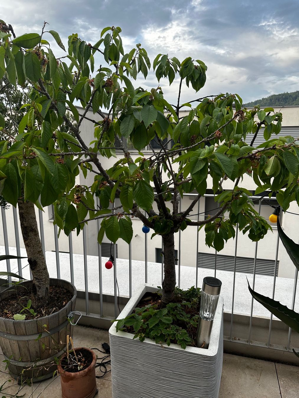 Piante & sementi: Kirschbaum im Topf – Usato da Zürich venduto da karsumpel11 1