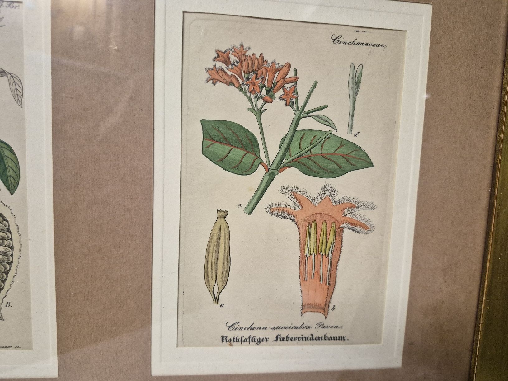 Foto & Immagini: 3er botanische Kunstdrucke, gerahmt, Goldrahmen – Usato da Frauenfeld venduto da mel_2gqy 1
