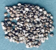 Über 200 Muscheln, gebohrt für Schmuck-/Dekoherstellung