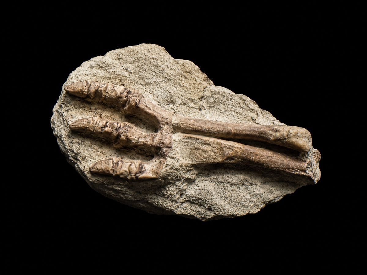 Fossili: Psittacosaurus sp. - Knochenteile – Usato da Au SG venduto da Houseofkeichousaurus 5