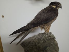 Präparat Eleonorenfalke