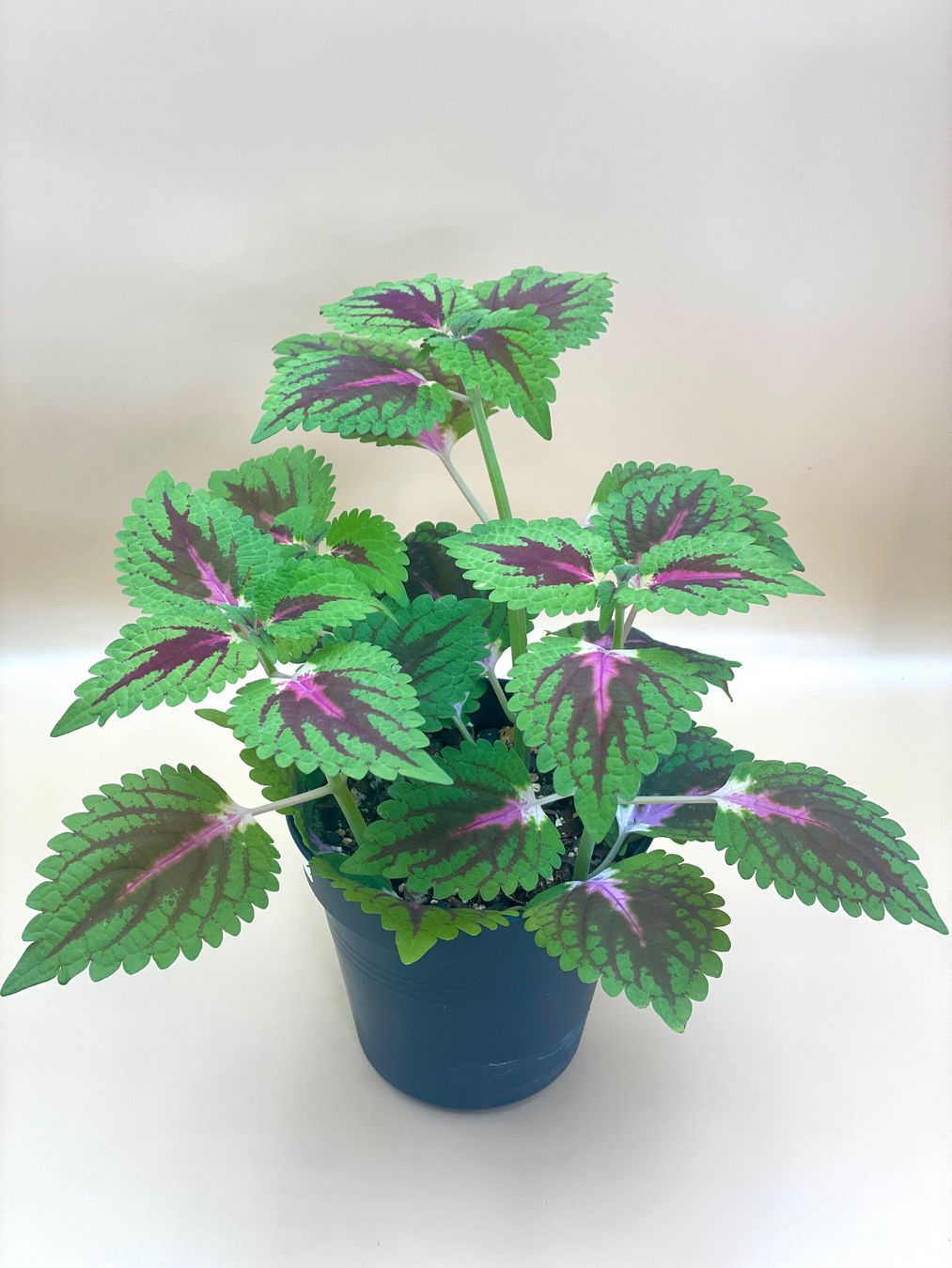 Plantes & graines: Buntnessel (Coleus) – Neuf (Voir description) à Zürich par Leafscape