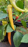 Samen Paprika  Sweet Banana  10Stk.