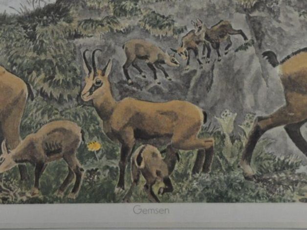 Poster & Bilder: Schulwandbild "Gemsen" Robert Hainard @TI – Gebraucht aus Härkingen von sammelbecken 1
