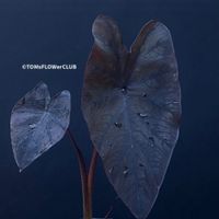 Colocasia Esculenta Black Magic - schwarze Schönheit