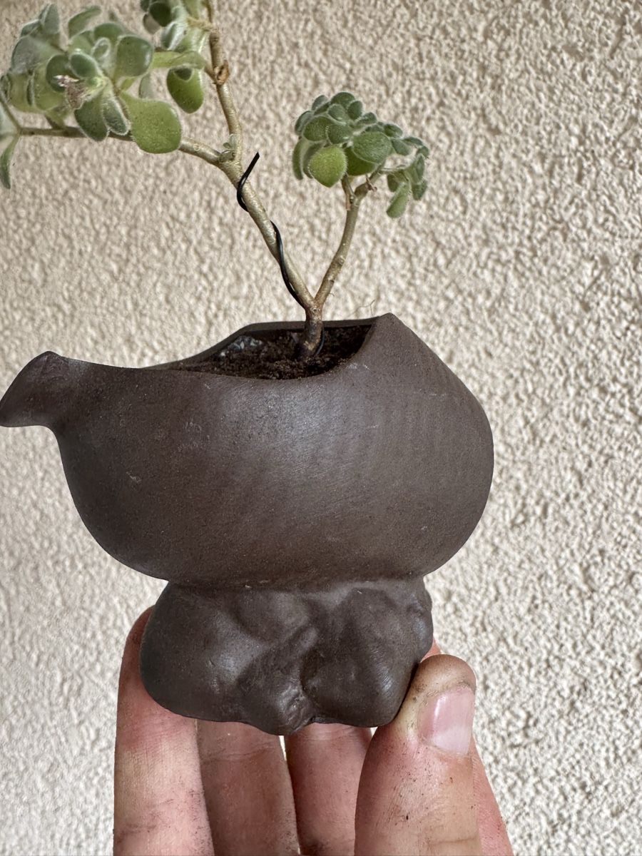 Plantes & graines: Kleiner Sukkulenten Bonsai – D'occasion à Rümlang par Gruseh.ch 4