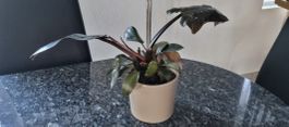 Philodendron Black Cardinal