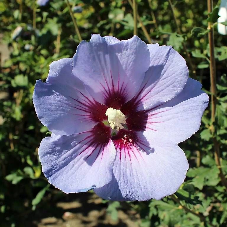 Pflanzen & Samen: Hibiscus – Gebraucht aus Möhlin von chrisscat