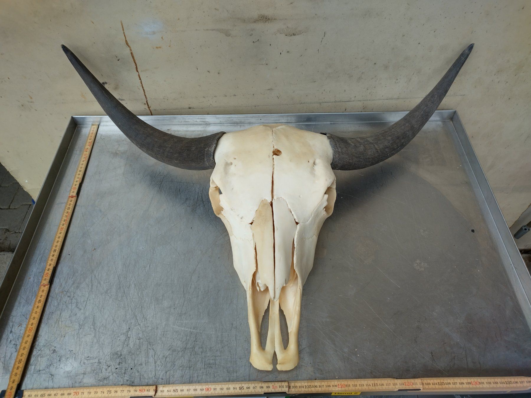 Il mondo degli animali: Yak – Usato da Wettingen venduto da Bwalti