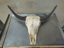 Yak