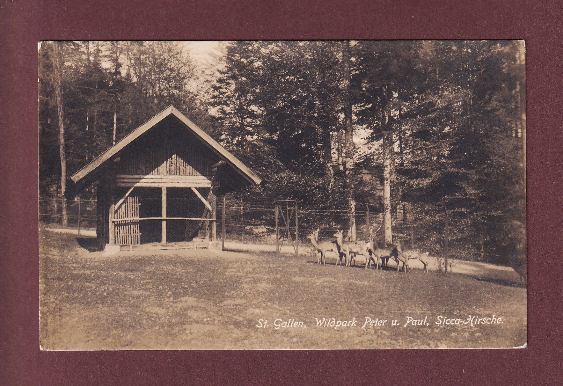 Cartoline postali: ST. GALLEN - Wildpark - Sicca-Hirsche - 1923 – Usato da Pully venduto da nicecards