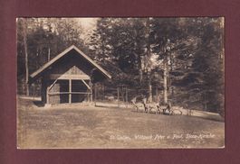 ST. GALLEN - Wildpark - Sicca-Hirsche - 1923