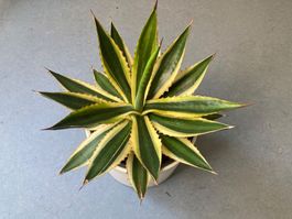 Agave lophanta quadricolor, Jungpflanze