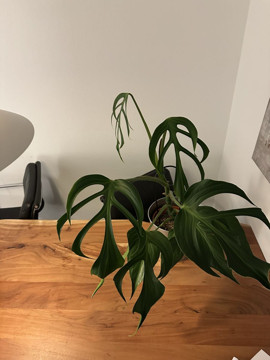 Piante & sementi: Monstera Burl Marx Flame – Usato da Bern venduto da geo_6hl8 2