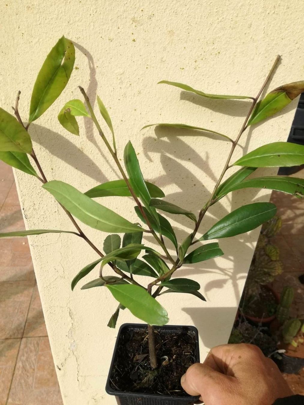 Piante & sementi: Ilex paraguariensis Thé maté 2 PLANTS – Nuovo (secondo la descrizione) da Bremblens venduto da FIBONACCI369 4
