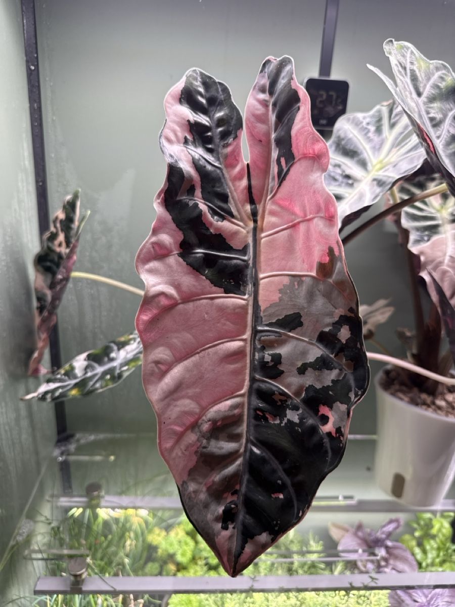 Piante & sementi: Alocasia chantrieri pink – Usato da Bottighofen venduto da narbor46 5