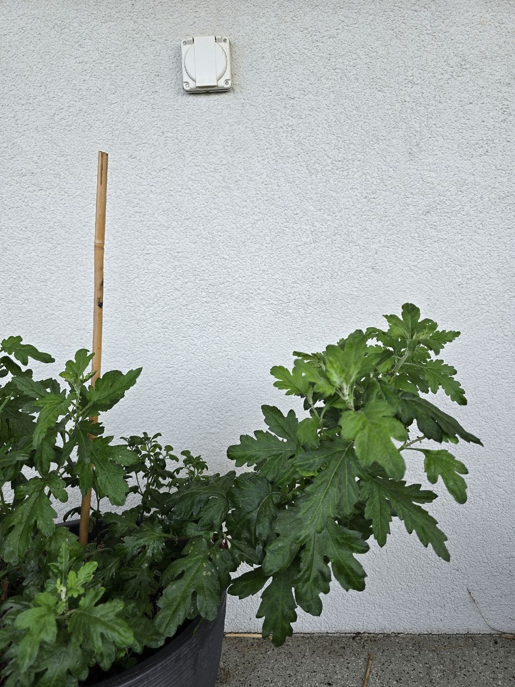 Piante & sementi: Winterharte Chrysanthemen – Usato da Rickenbach b. Wil venduto da Kth_v8