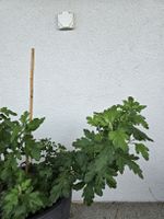 Winterharte Chrysanthemen
