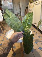 Philodendron Paraiso Verde (2-3)