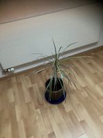 Zimmerpflanze zu verkaufen