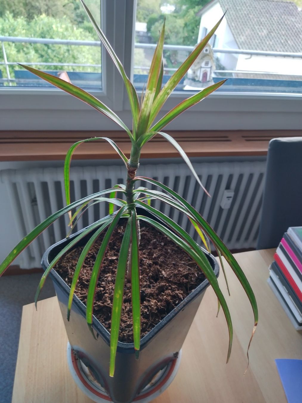Pflanzen & Samen: Dracaena marginata, Drachenbaum - Zimmerpflanze – Gebraucht aus Jona von Argus36 7