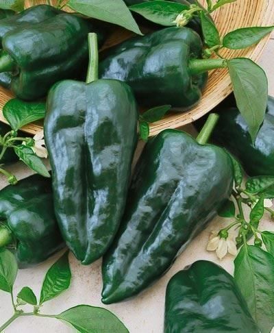 Piante & sementi: 50 Samen ANCHO GRANDE Poblano Chili – Nuovo (secondo la descrizione) da Ehrendingen venduto da VerveinaSamen 1