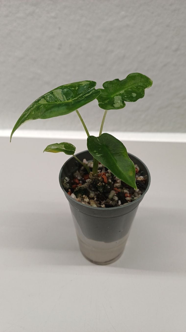 Piante & sementi: Alocasia trio – Usato da Bern venduto da uwi_8t7x 2