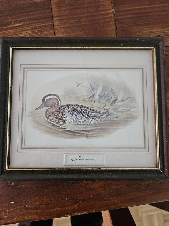 Foto & Immagini: Antikes Entenbilder Set John Gould Ducks – Usato da Zürich venduto da Kohlo 2
