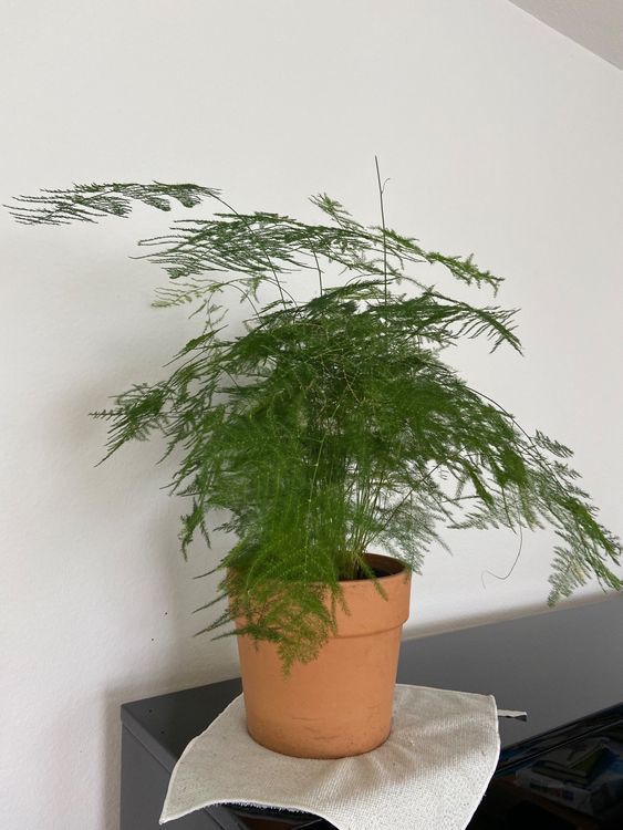 Asparagus Setaceus Kaufen auf Ricardo