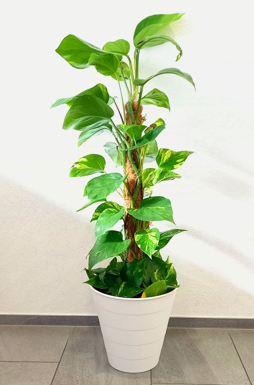 Piante & sementi: Zimmerpflanze Scindapsus 80 cm hoch – Usato da Luzern venduto da Brokiland 2