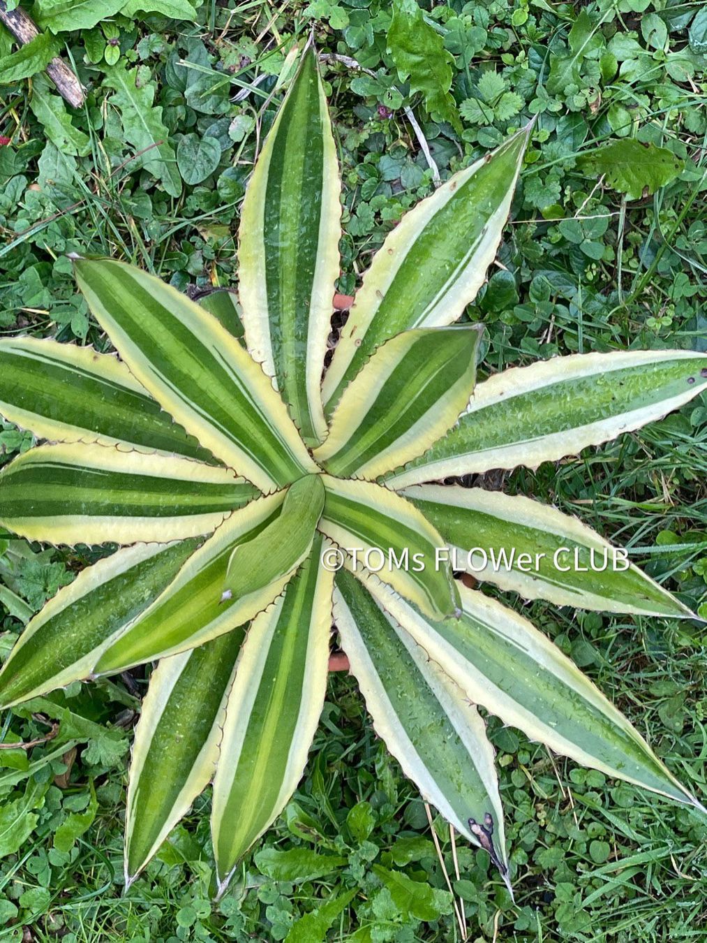Piante & sementi: Agave Lophantha Variegata Quadricolor - top robust – Nuovo e nell'imballaggio originale da Adliswil venduto da astom369 8