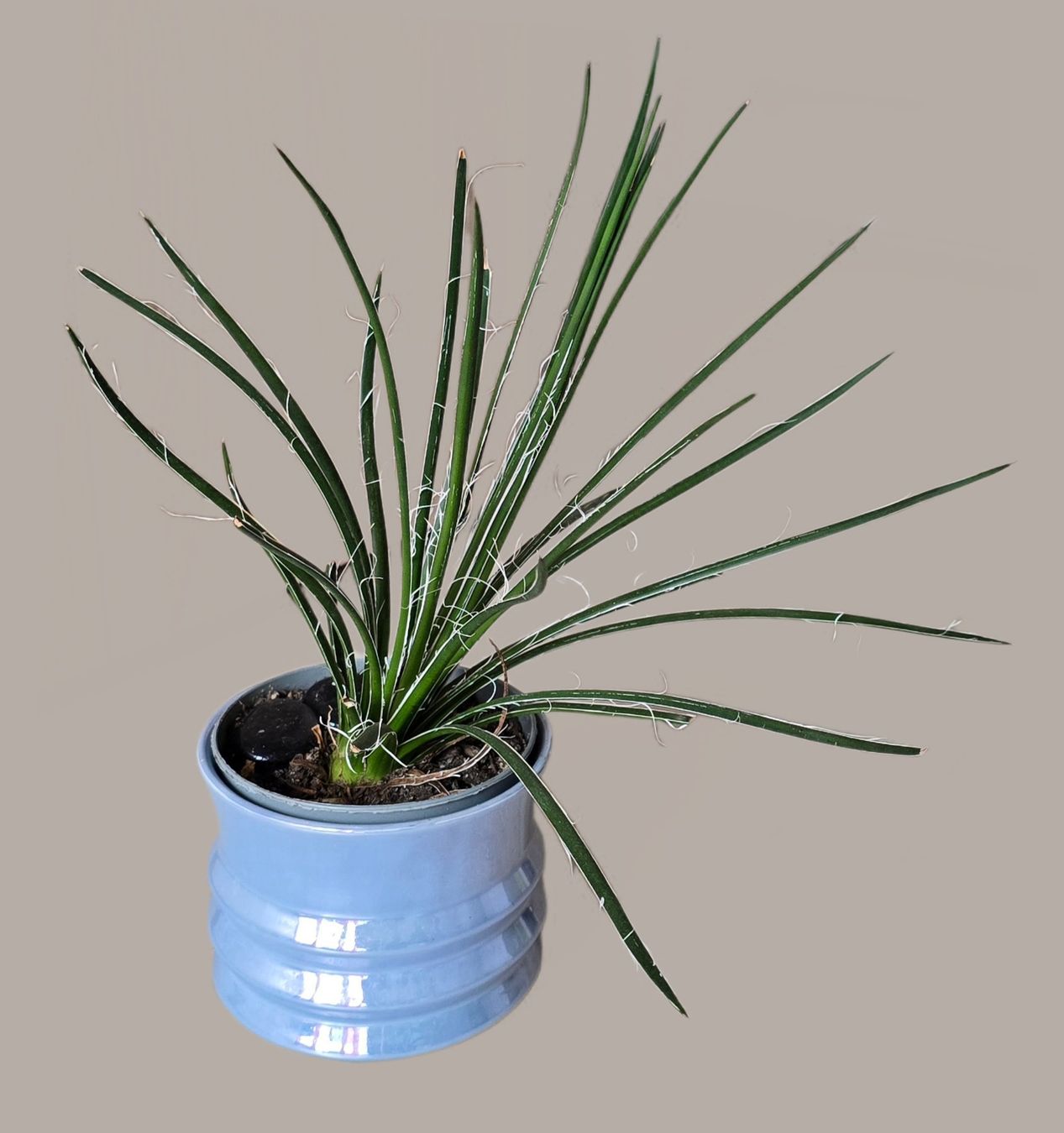 Plantes & graines: Agave geminiflora – Neuf (Voir description) à Aarburg par Glitzerschein 1