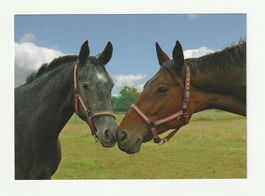 Postkarte Pferde Motiv Savana und Scarlet guter Zustand