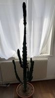 Grosser Kaktus / Euphorbia ingens  ca. 1,8 m