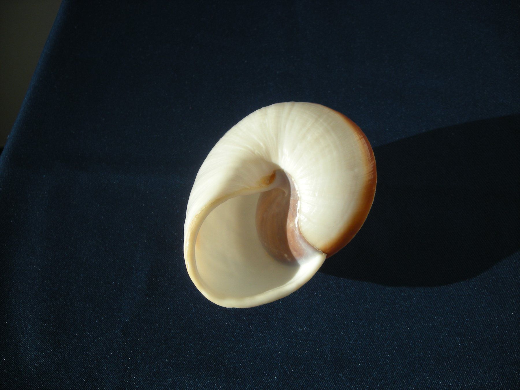 Fossilien: Grosse runde Muschel etwa 8.5 cm – Gebraucht aus Spreitenbach von Sniper8952 2